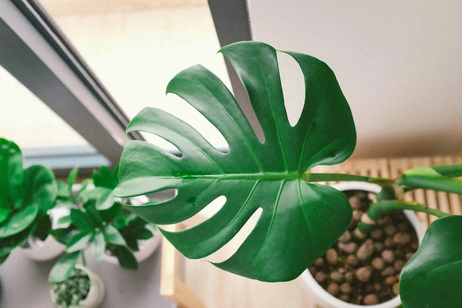 Monstera deliciosa con hojas grandes junto a una ventana